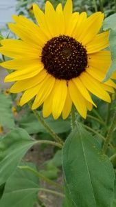 Meet your Posher, Joan